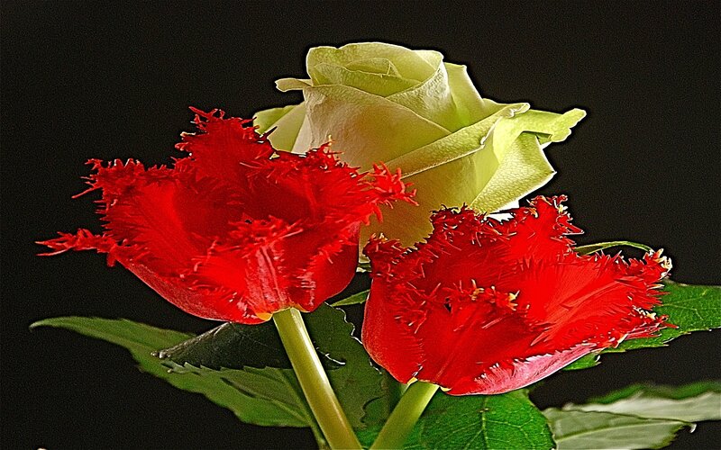 Red and White Flowers — Dramatic, Photograph