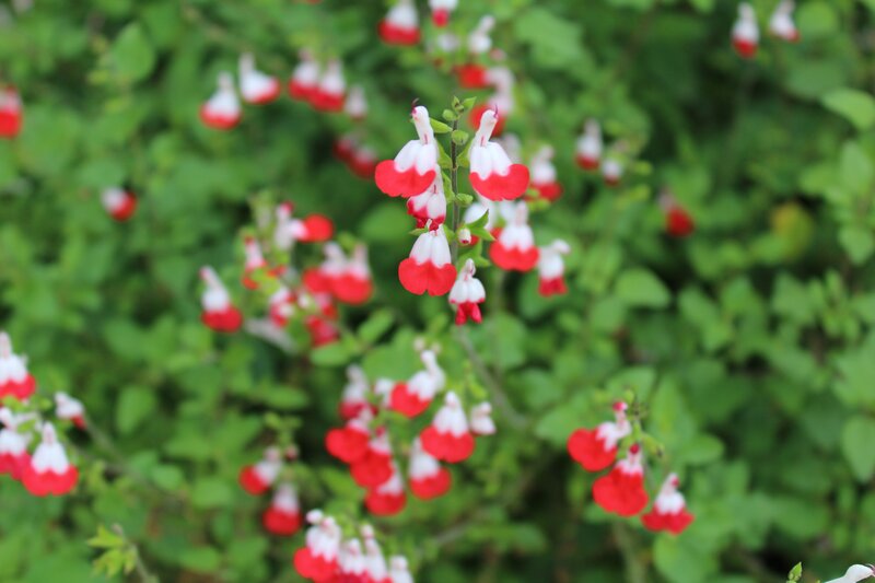 Red and White Flowers — Green, Calm