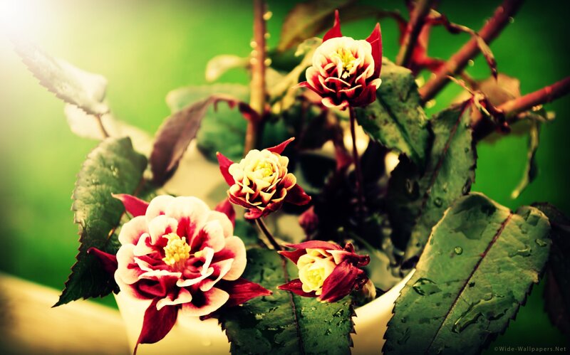 Red and White Flowers — Green, Serene