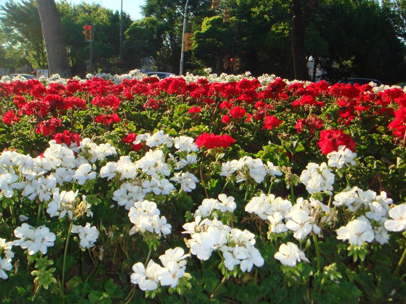 Red and white flowers in a city garden