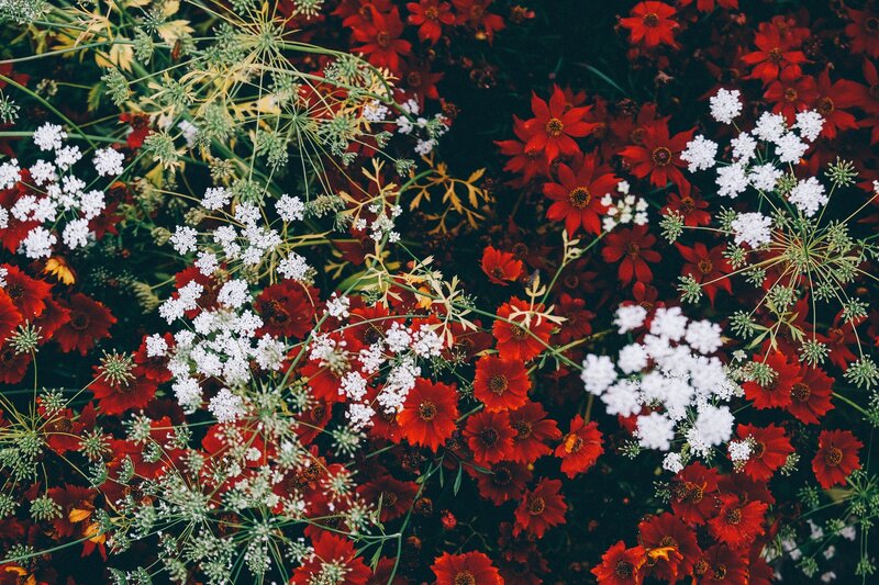 Red and white flowers in a garden