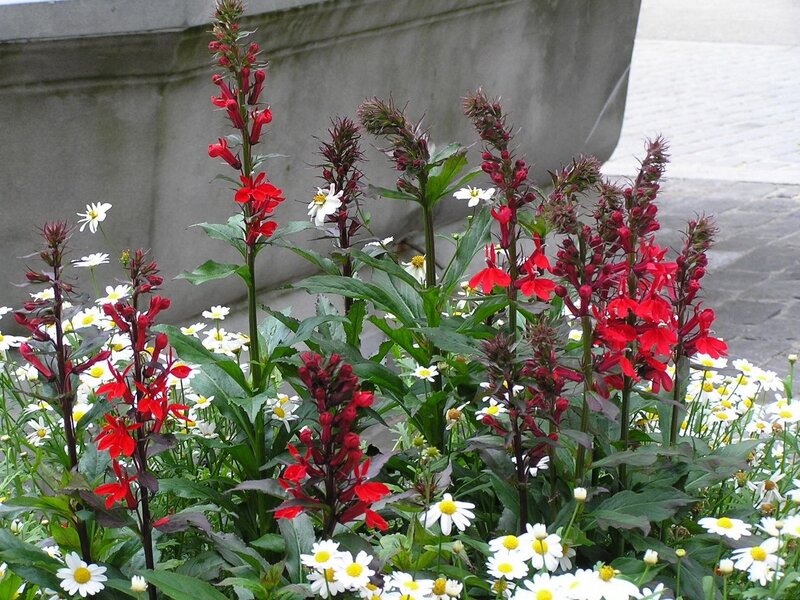 Red and white flowers in a planter