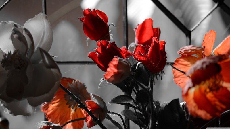 Red and white flowers in black and white