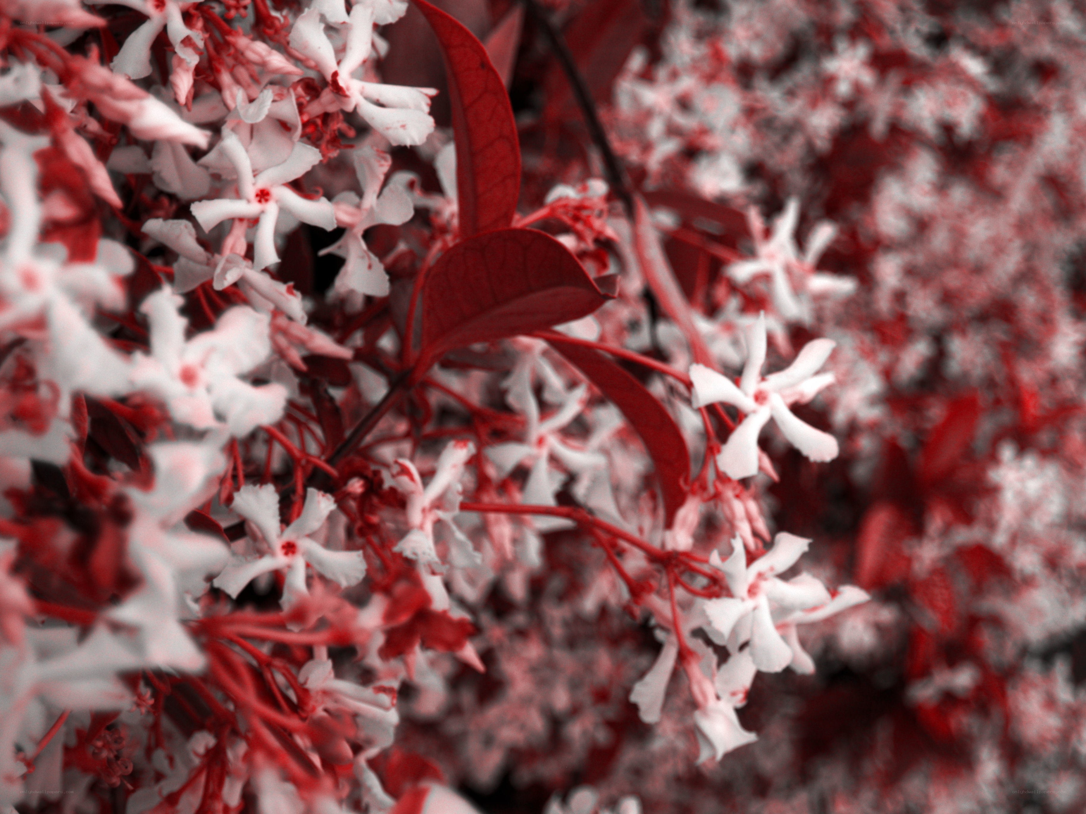 Red and white flowers in bloom