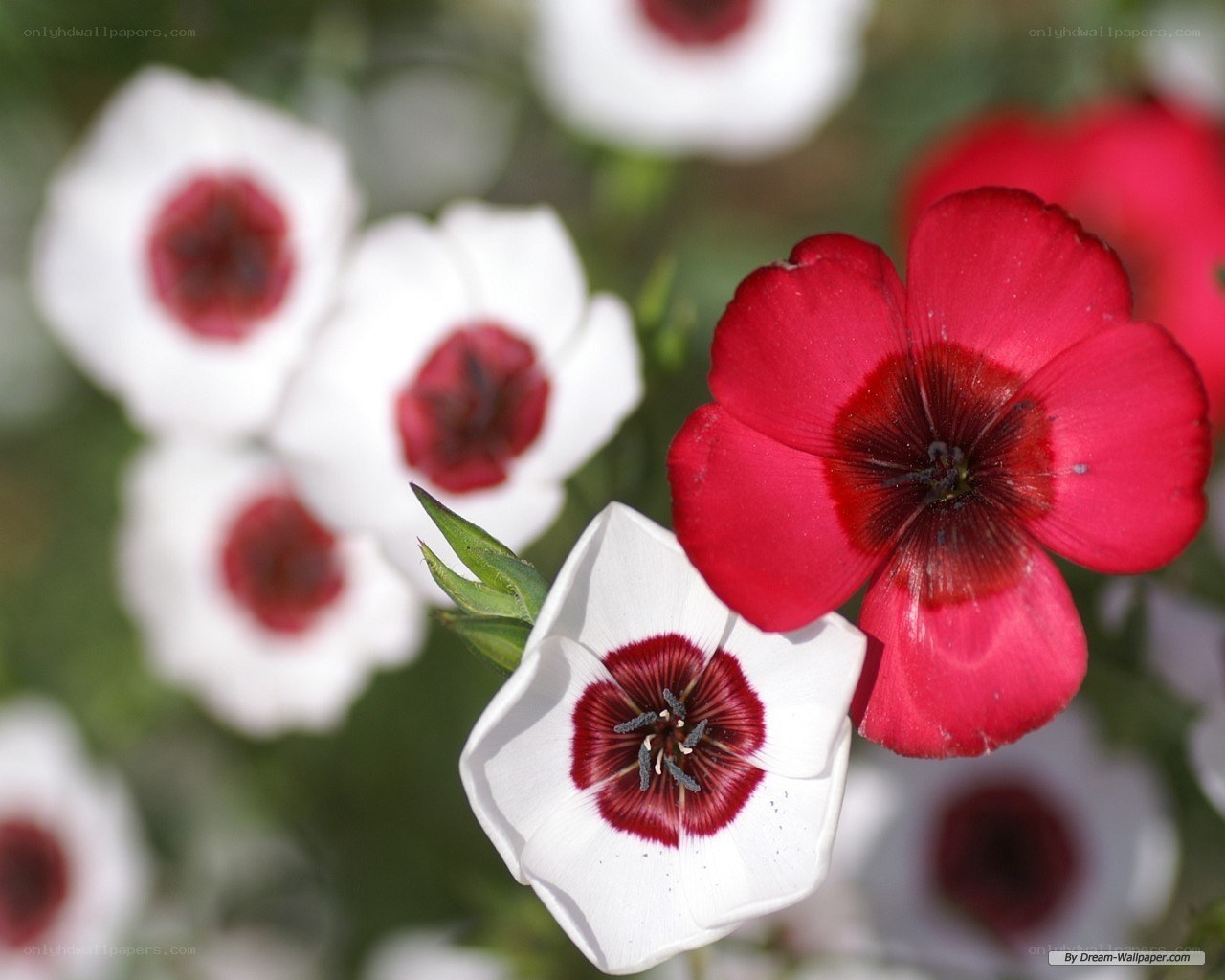 Red and white flowers in bloom
