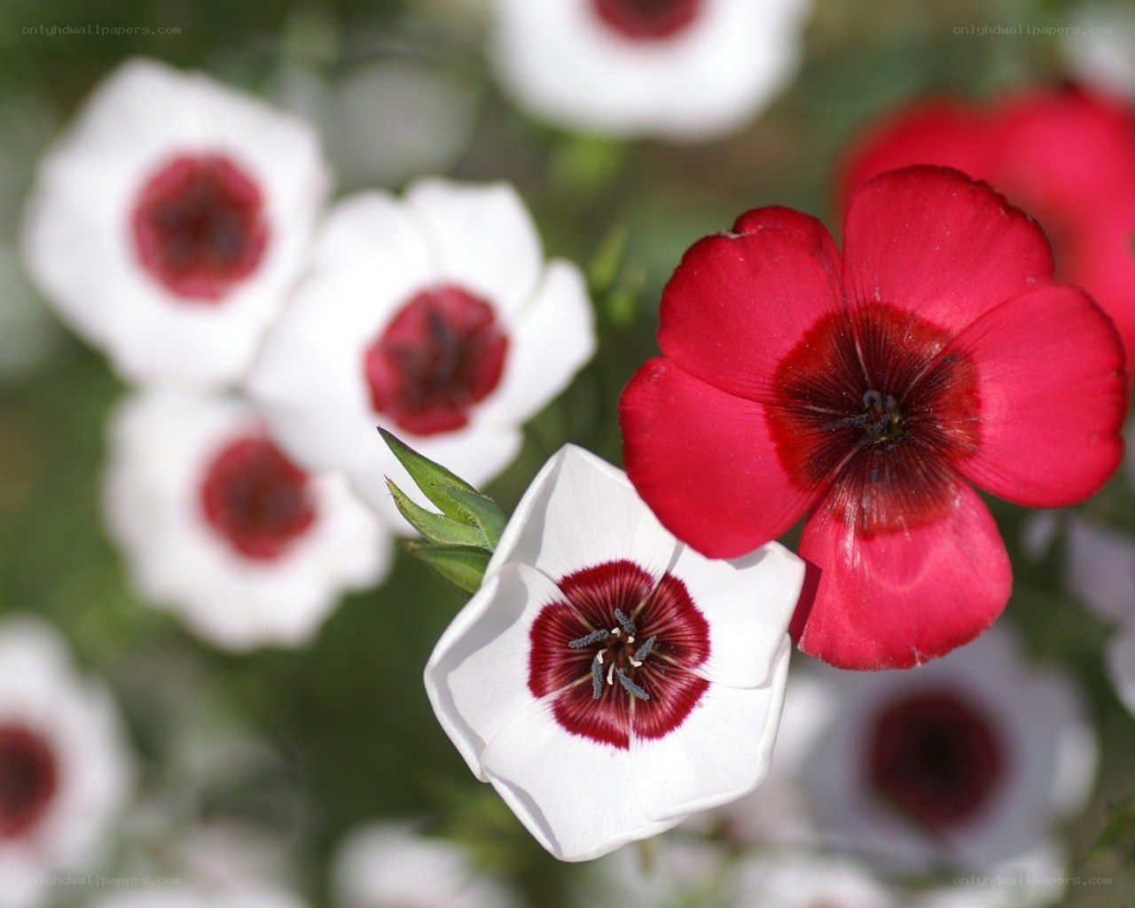 Red and white flowers in bloom