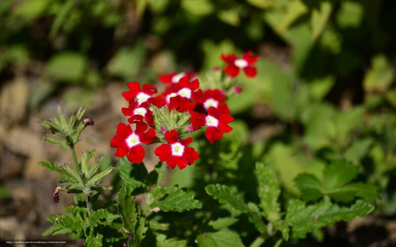 Red and white flowers in garden