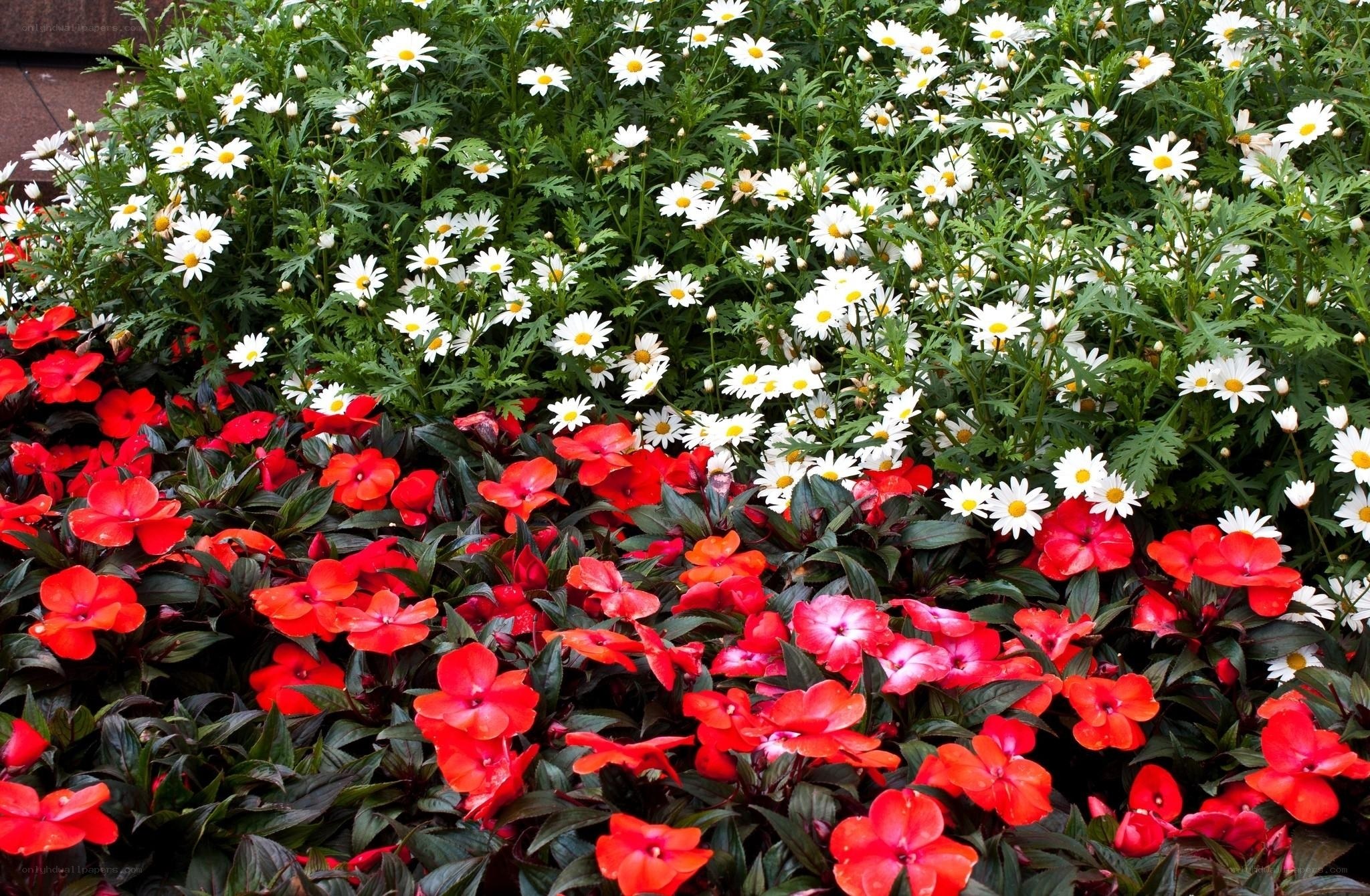Red and white flowers in garden