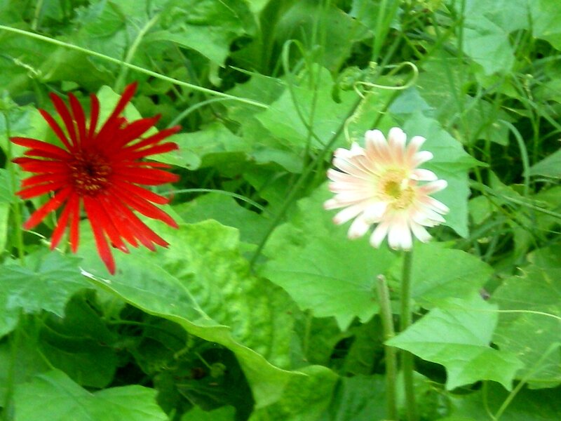 Red and white flowers in greenery