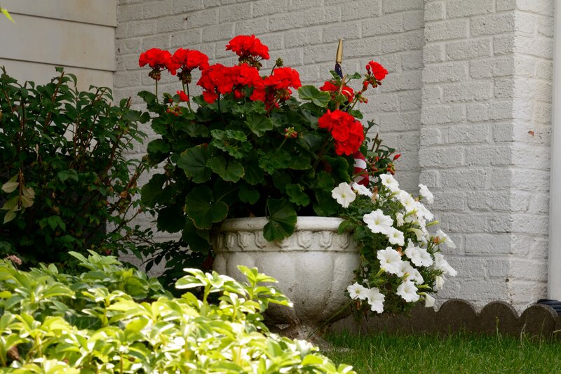 Red and White Flowers in Planter