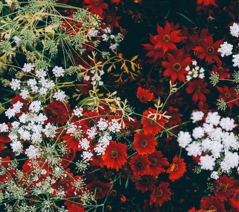 Red and White Flowers — Natural, Photograph
