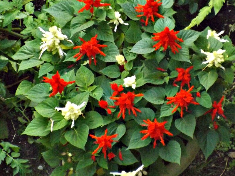 Red and White Flowers — Natural