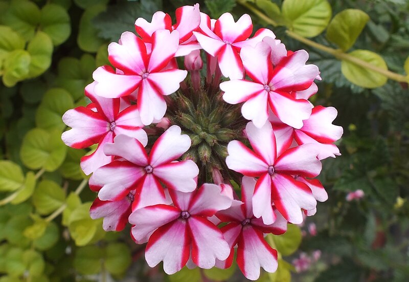 Red and White Flowers — Pink, Calm, Summer