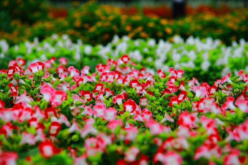 Red and White Flowers — Pink, Calm