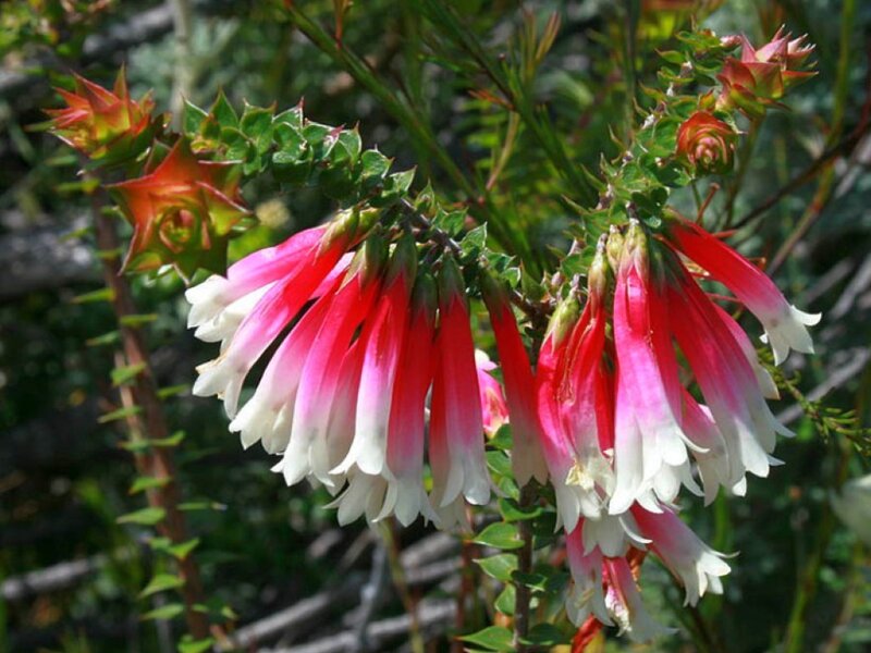 Red and White Flowers — Pink
