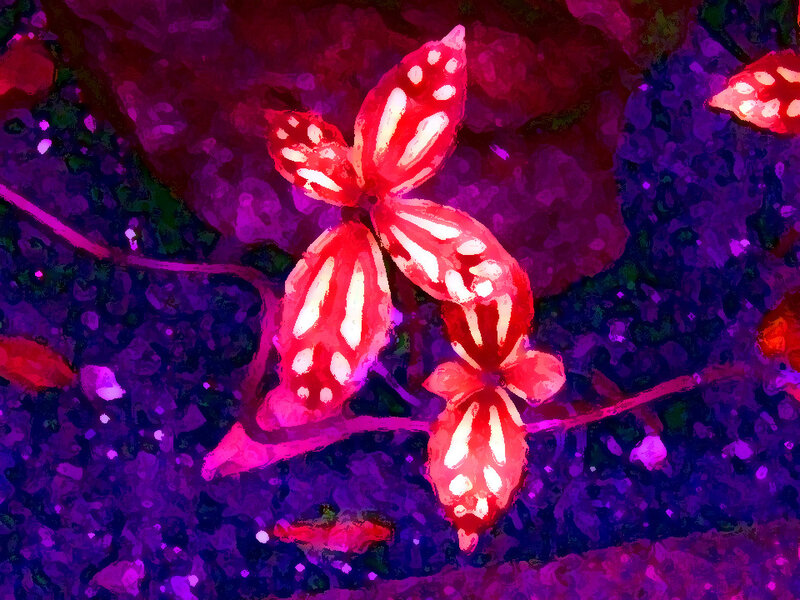 Red and White Flowers — Purple