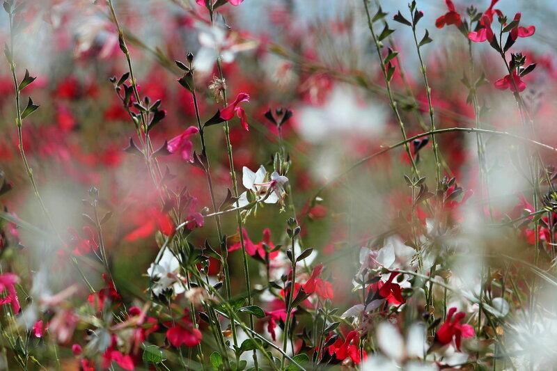 Red and White Flowers — Serene, Afternoon