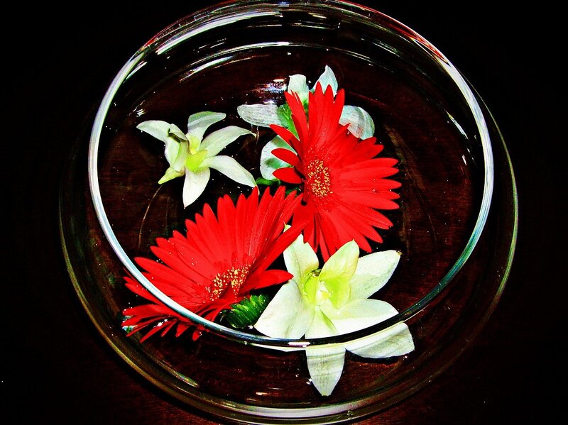 Red and White Flowers — Serene, Photograph