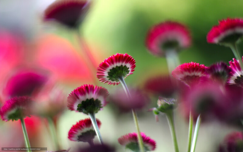 Red and White Flowers — Serene, Spring, Photograph