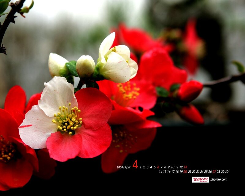 Red and White Flowers — Serene, Spring