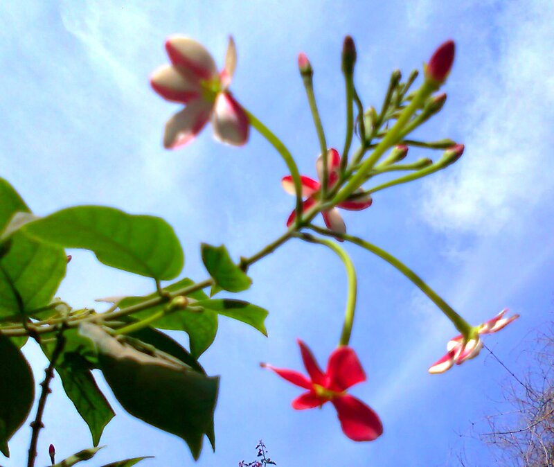 Red and White Flowers — Serene