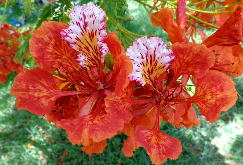 Red and White Flowers — Vibrant, Afternoon