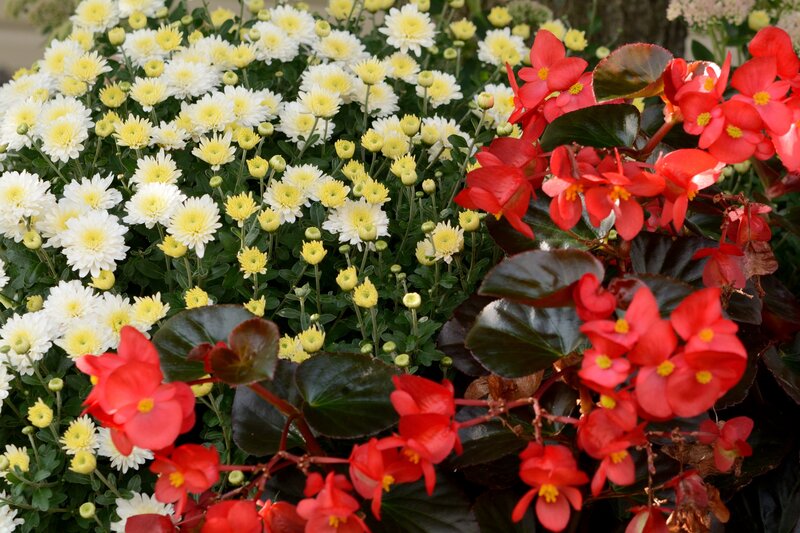 Red and White Flowers — Vibrant, Summer