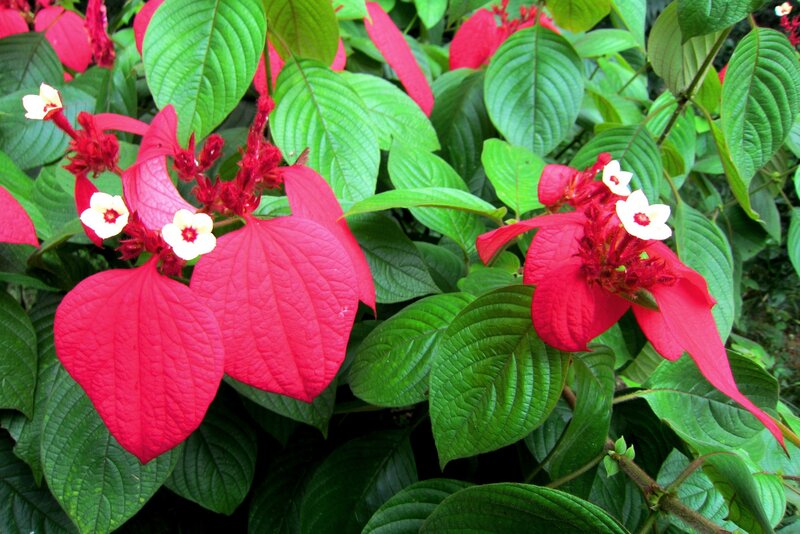 Red and White Flowers — Vibrant