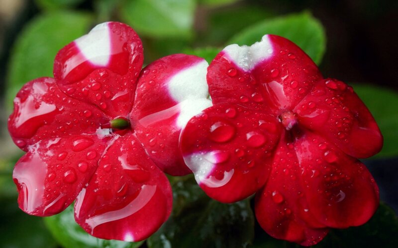 Red and white flowers with water droplets