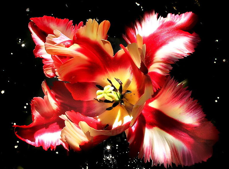 Red and white fringed tulip