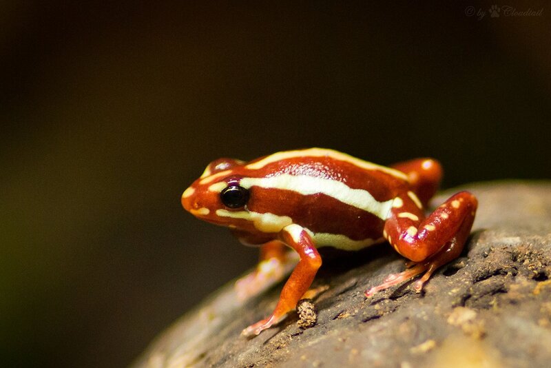 Red and White Frog