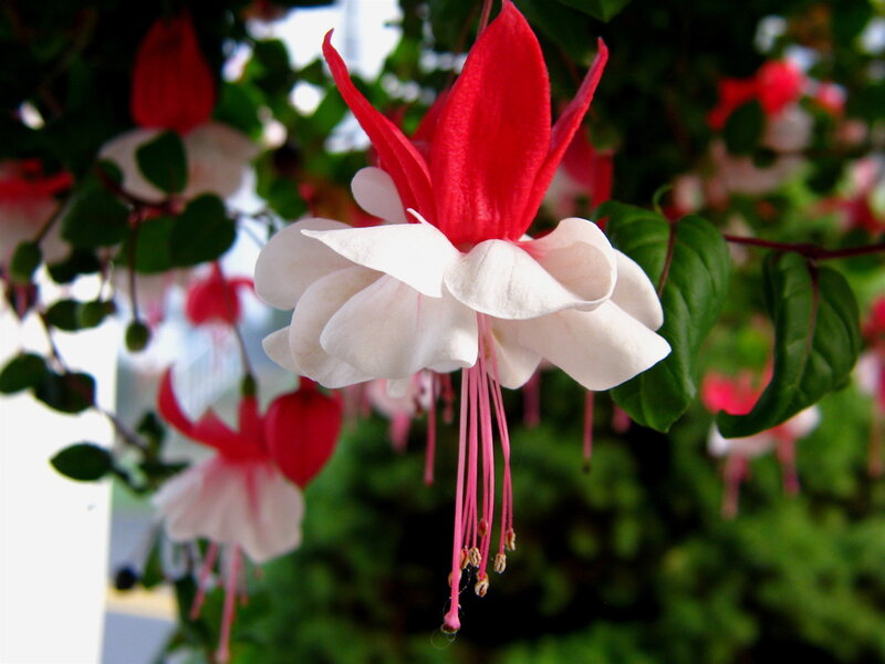 Red and White Fuchsia Flower