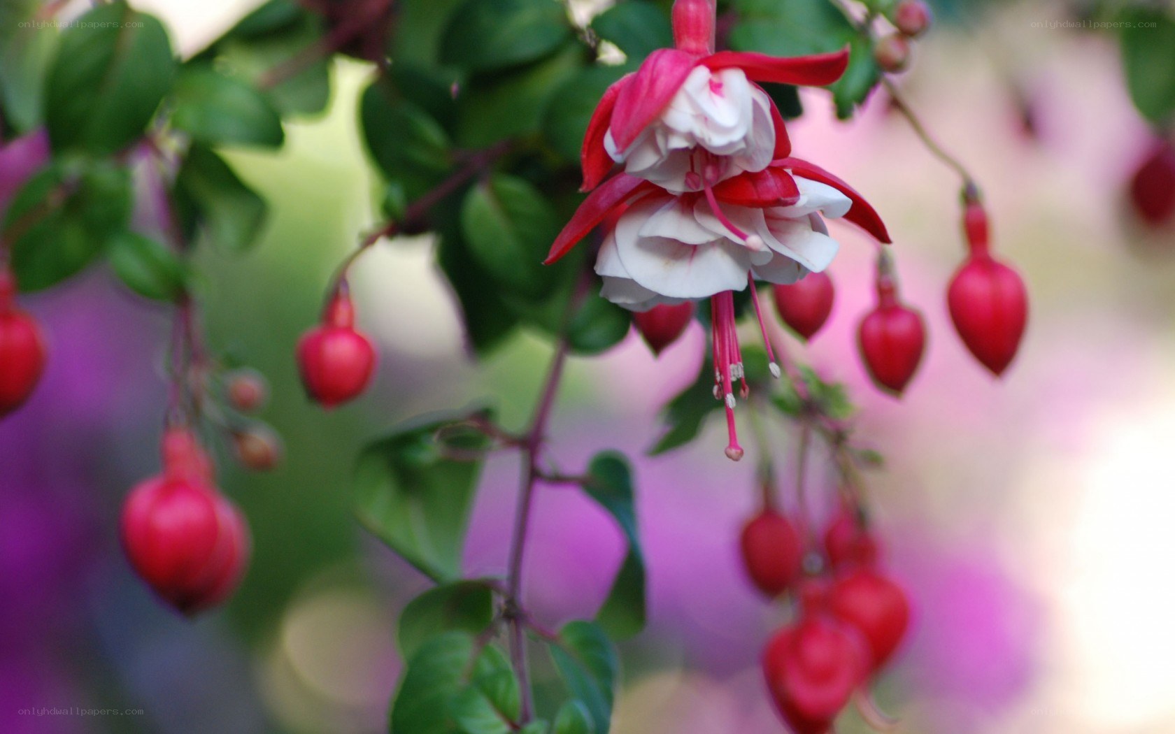 Red and white fuchsia flowers