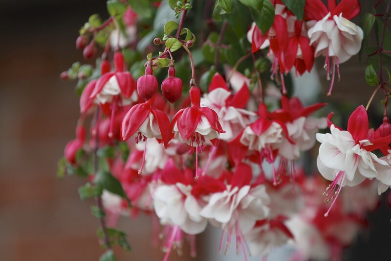 Red and White Fuchsia Flowers — Calm, Photograph, Leaves