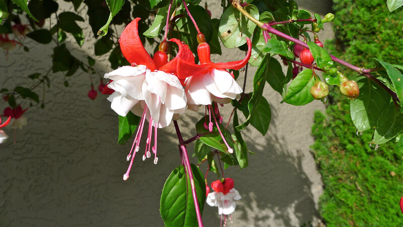 Red and White Fuchsia Flowers — Serene, Afternoon