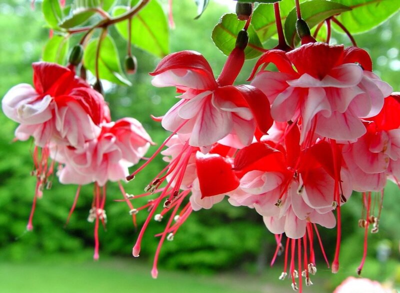 Red and White Fuchsia Flowers — Serene, Spring
