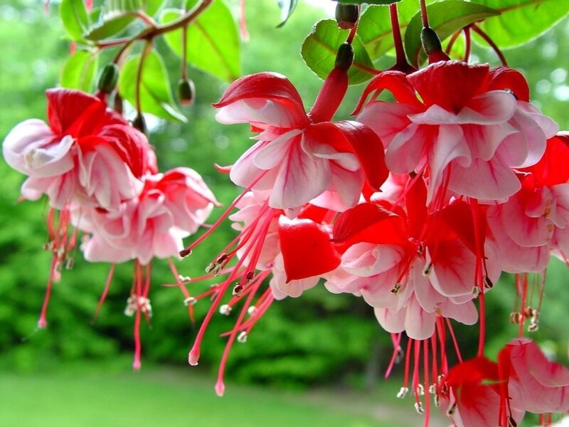 Red and White Fuchsia Flowers — Serene