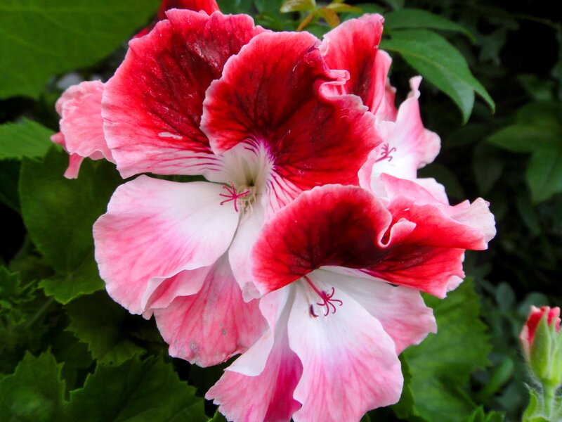 Red and White Geranium Flower