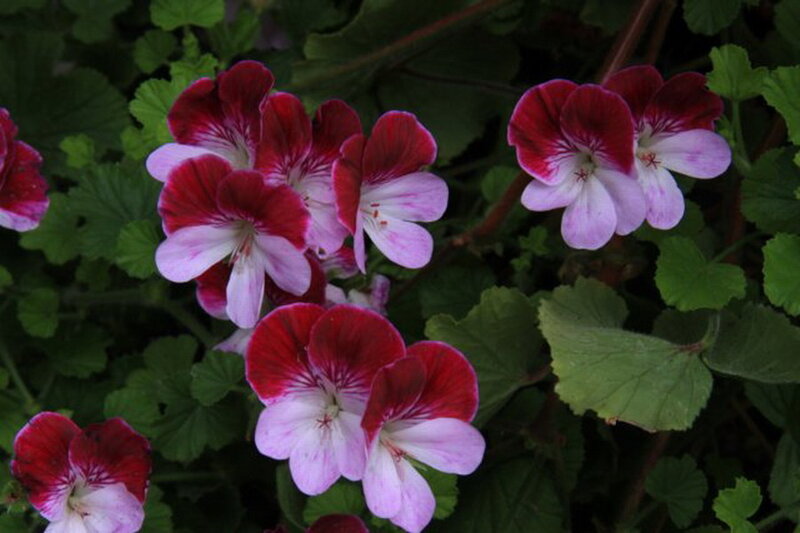 Red and White Geranium Flowers — Calm