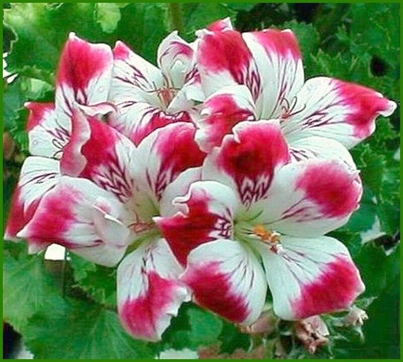 Red and White Geranium Flowers — Natural