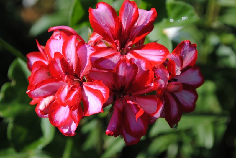 Red and White Geranium Flowers — Serene
