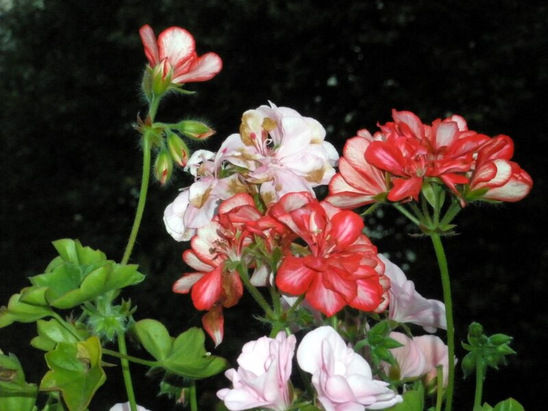 Red and white geranium flowers