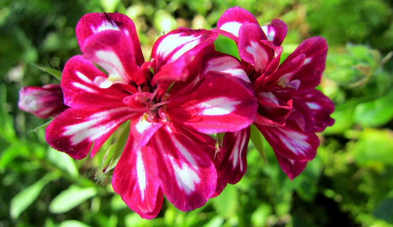 Red and White Geranium