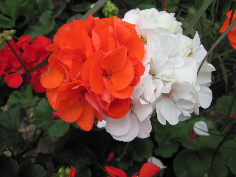 Red and White Geraniums — Calm