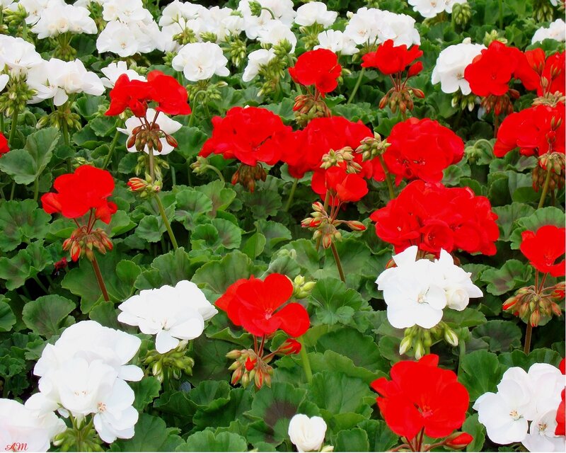 Red and white geraniums in bloom