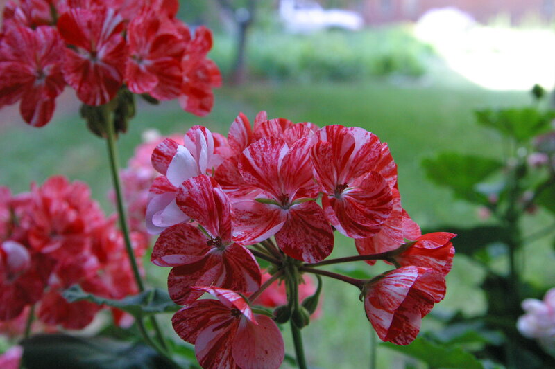 Red and White Geraniums