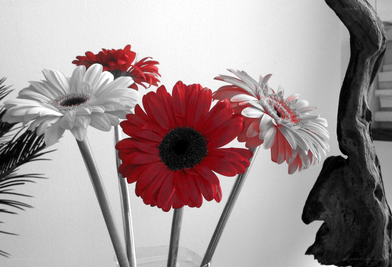 Red and white gerbera daisies