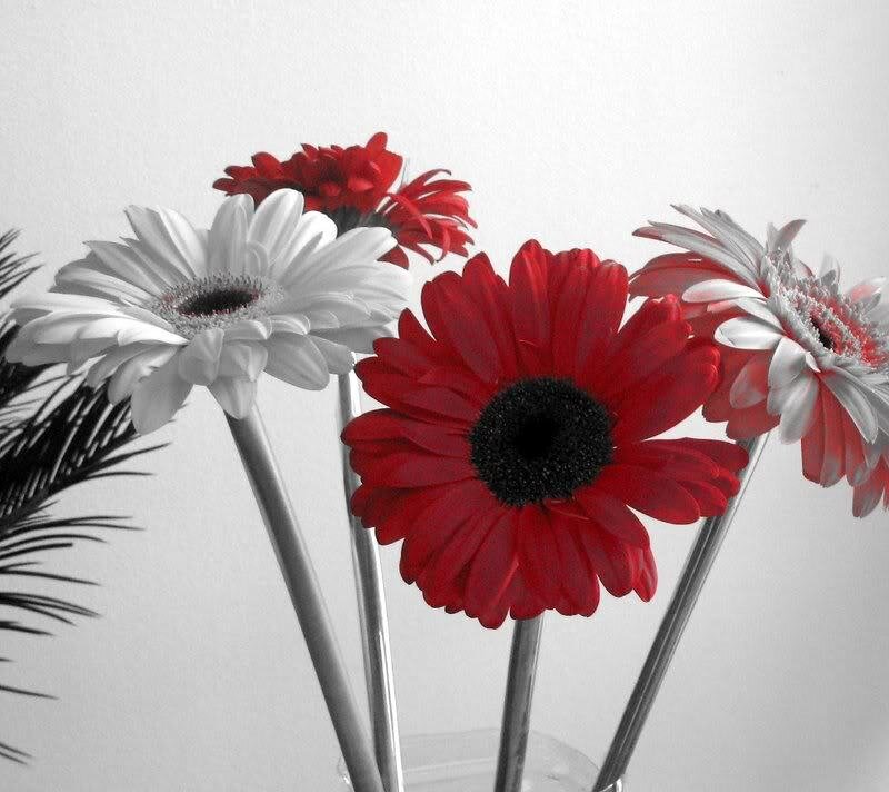 Red and White Gerbera Daisies — Calm