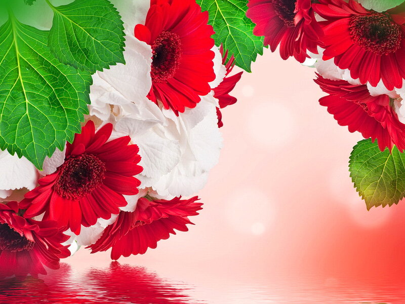 Red and White Gerbera Daisies — Serene