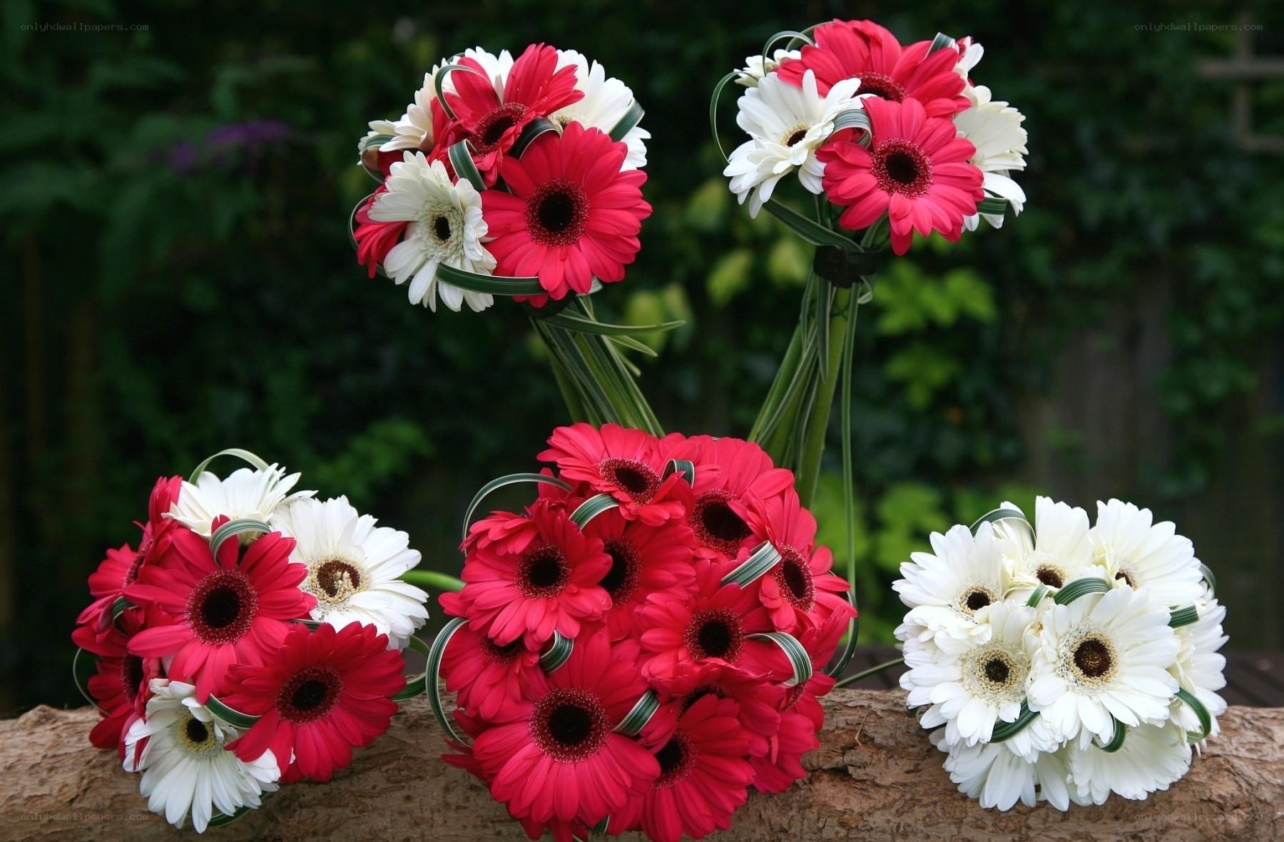 Red and white gerbera daisies